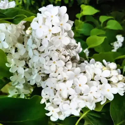 Сирень МАЛЕНЬКИЙ ПРИНЦ в Барановичах