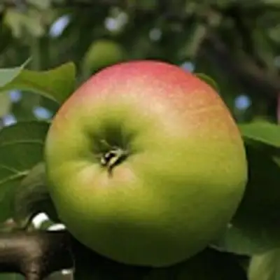 Яблоня СОКОЛОВСКОЕ стелющаяся в Барановичах