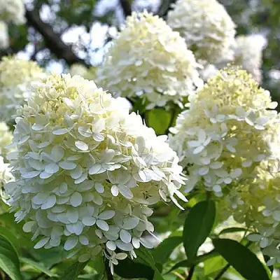 Гортензия БОМБШЕЛ метельчатая в Барановичах