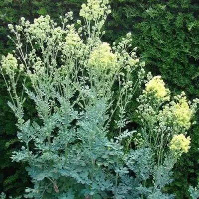 Василистник ГЛАУКУМ желтый в Барановичах