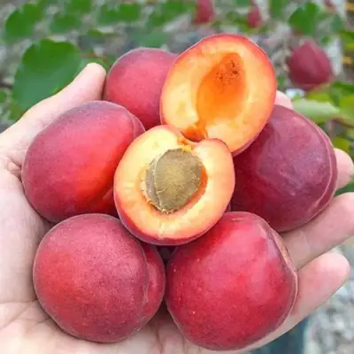 Абрикос РУБИСТА в Барановичах