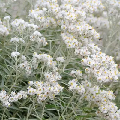 Анафалис ЖЕМЧУЖНЫЙ в Барановичах