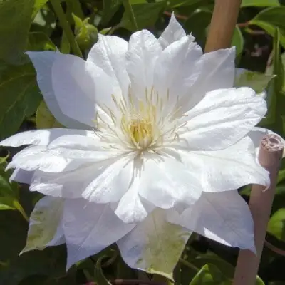 Клематис ДАЧЕСС ОФ ЭДИНБУРГ в Барановичах