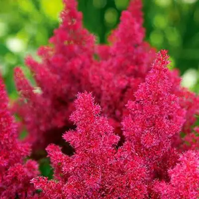 Астильба КОБЛЕНЦ японская в Барановичах