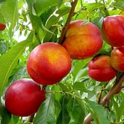 Нектарин ХАРБЛЕЙЗ в Барановичах