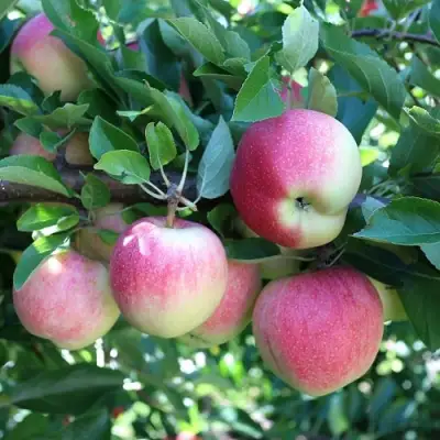 Яблоня ГРУШОВКА МОСКОВСКАЯ в Барановичах