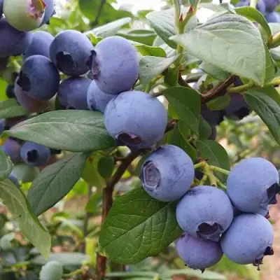Голубика БЛЮГОЛД в Барановичах