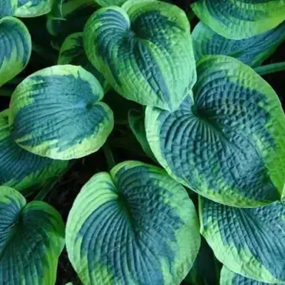 Хоста ТОКУДАМА ФЛАВОЦИРЦИНАЛИС гибридная в Барановичах