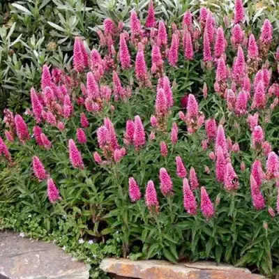 Вероника РОЗЕА колосковая в Барановичах