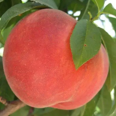 Персик МАЙСКИЙ ЦВЕТОК в Барановичах