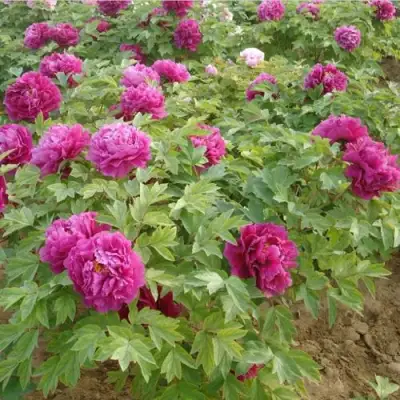 Пион КИТАЙСКИЙ ШЕЛК травянистый в Барановичах