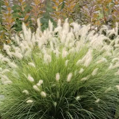 Пеннисетум ХАМЕЛН в Барановичах