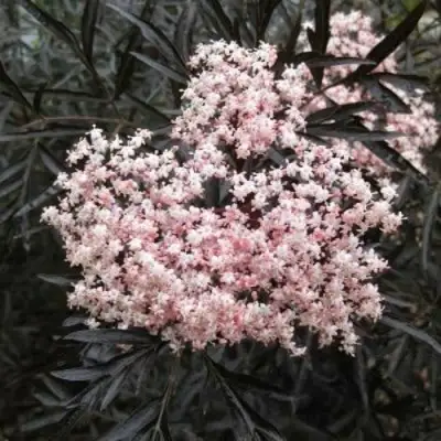 Бузина черная БЛЭК ЛЕЙС ЕВА в Барановичах