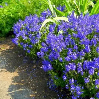 Вероника РОЯЛ БЛЮ большая в Барановичах