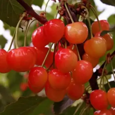 Черешня ДОНЧАНКА в Барановичах