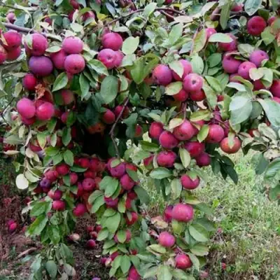 Яблоня ФЛОРИНА в Барановичах