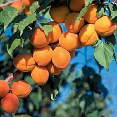 Абрикос ХАРКОТ в Барановичах