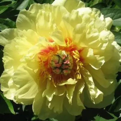 Пион ЗОЛОТАЯ КОРОНА древовидный в Барановичах