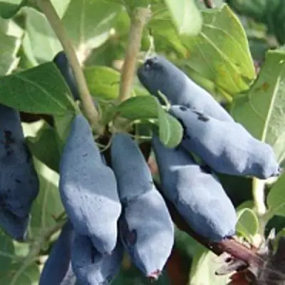 Жимолость съедобная НИМФА (ГАММА) в Барановичах