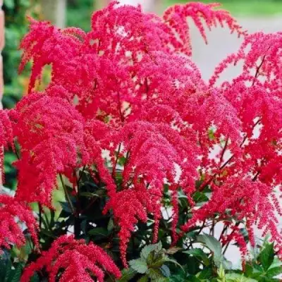 Астильба РЕД ЧАРМ Арендса в Барановичах