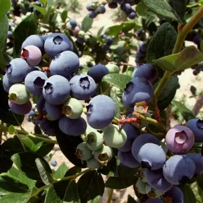 Голубика ЭЛИЗАБЕТ в Барановичах