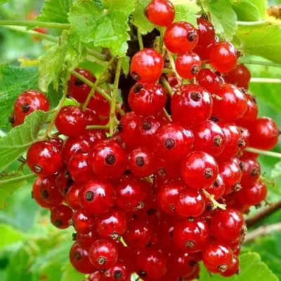 Смородина красная НЕНАГЛЯДНАЯ в Барановичах