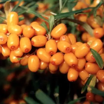 Облепиха ДАР МГУ в Барановичах