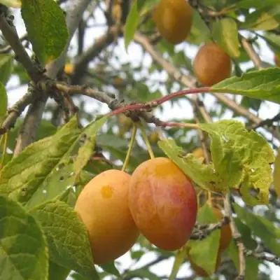 Слива НАТАША в Барановичах