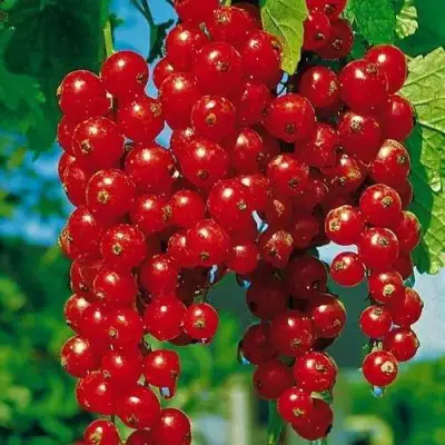 Смородина красная РОВАДА в Барановичах