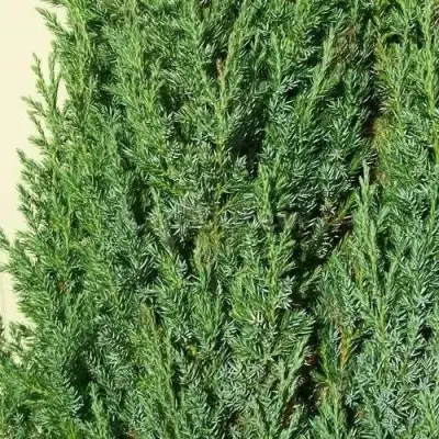 Можжевельник ХИБЕРНИКА обыкновенный  в Барановичах