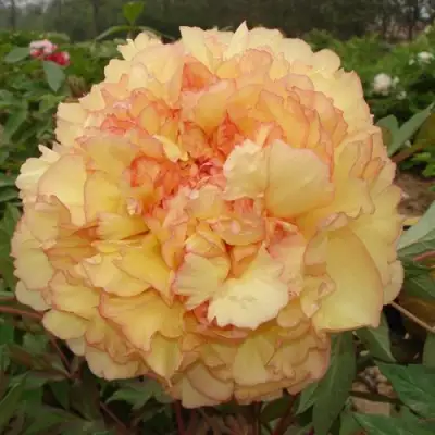 Пион ЗОЛОТАЯ РОССЫПЬ древовидный в Барановичах