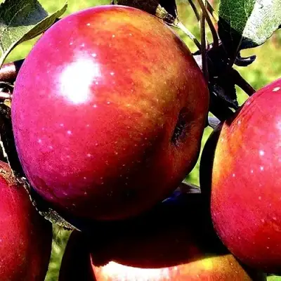 Яблоня ВЕСЯЛИНА в Барановичах