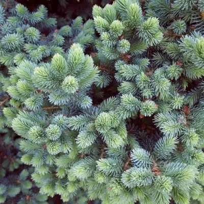 Ель ЭХИНИФОРМИС сизая в Барановичах