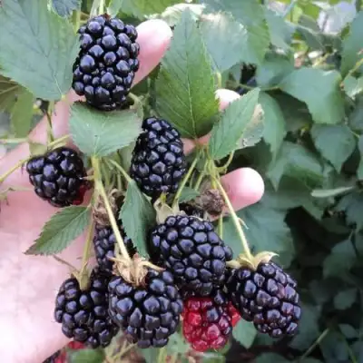 Ежевика ОУАЧИТА бесшипная  в Барановичах