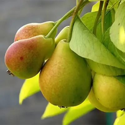 Груша СЕВЕРЯНКА в Барановичах