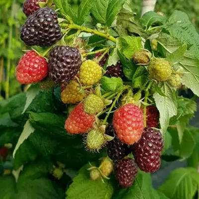 Малина БЛЭК ПОЛЬКА (ХЕБАН) в Барановичах