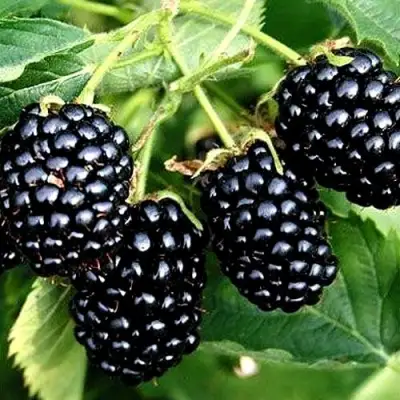 Ежевика ПРАЙМ АРК ТРЕВЕЛЕР ремонтантная  в Барановичах