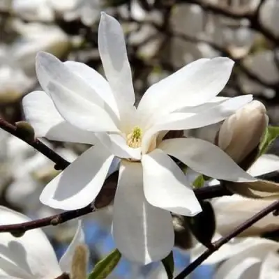 Магнолия ЛЕБНЕРА МЕРРИЛЛ в Барановичах