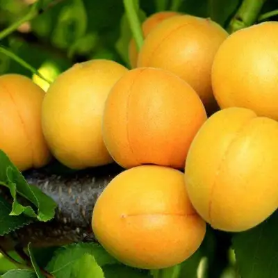 Абрикос ЦАРСКИЙ в Барановичах