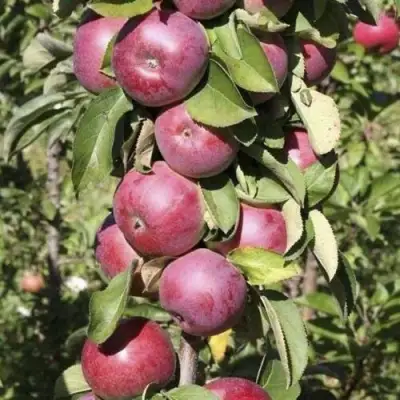 Яблоня ЕСЕНИЯ колонновидная в Барановичах