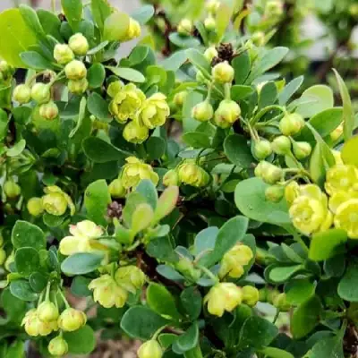 Барбарис КОБОЛЬД тунберга в Барановичах