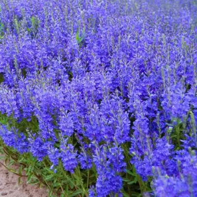 Вероника австрийская в Барановичах