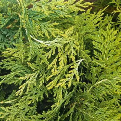 Кипарисовик САНКИСТ лавсона в Барановичах