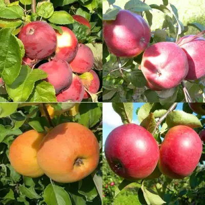 Комплект ЯБЛОНЕВЫЙ КВАРТЕТ в Барановичах