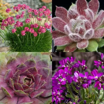 Комплект МИНИ САД в Барановичах