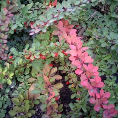 Барбарис ГРИН КАРПЕТ тунберга в Барановичах