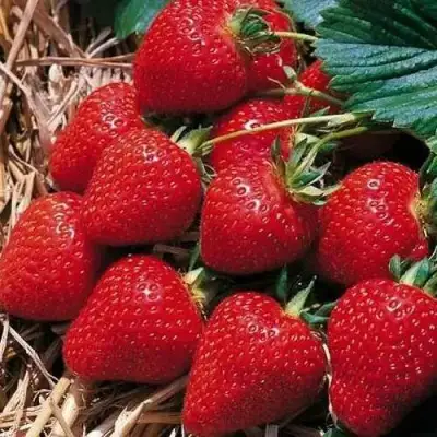 Клубника КИМБЕРЛИ в Барановичах