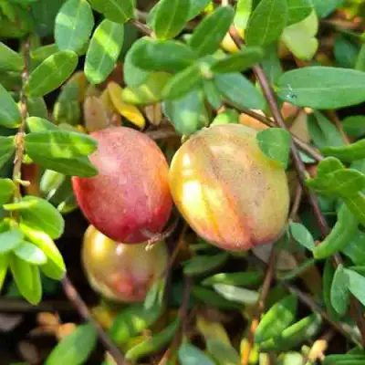 Клюква СТАНКОВИЧ в Барановичах