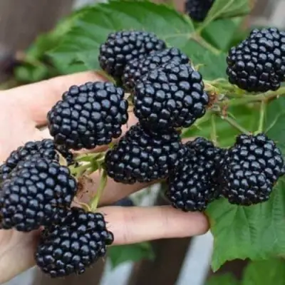 Ежевика ДЖАМБО бесшипная  в Барановичах