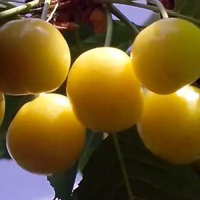 Черешня ЧЕРМАШНАЯ в Барановичах